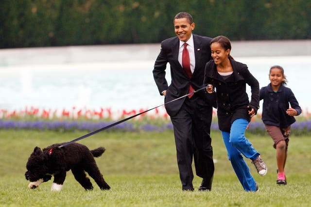 Obama Dog