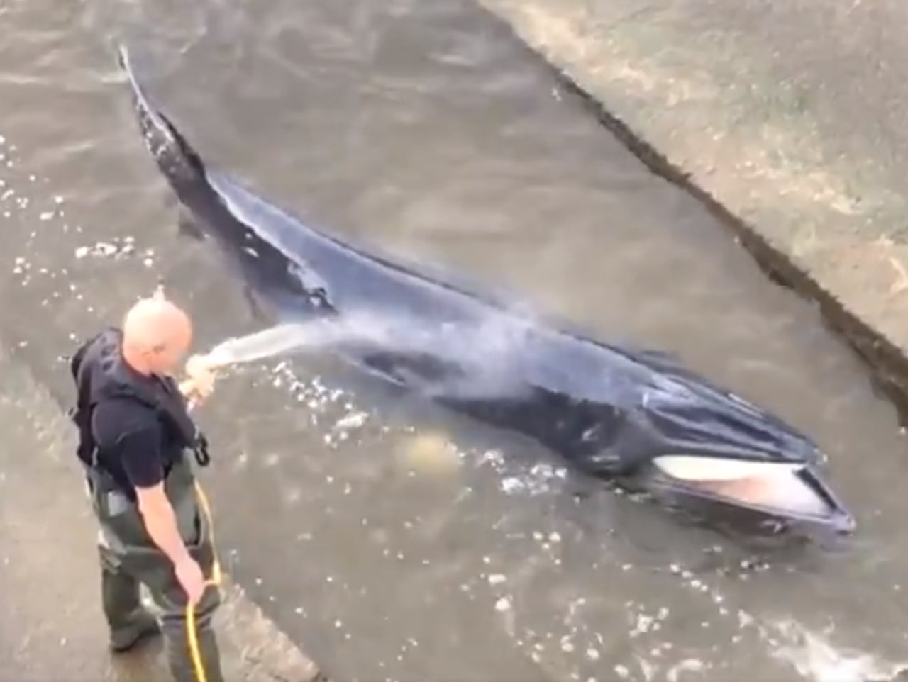 <p>A lockkeeper sprays the minke whale with water from a hose</p>