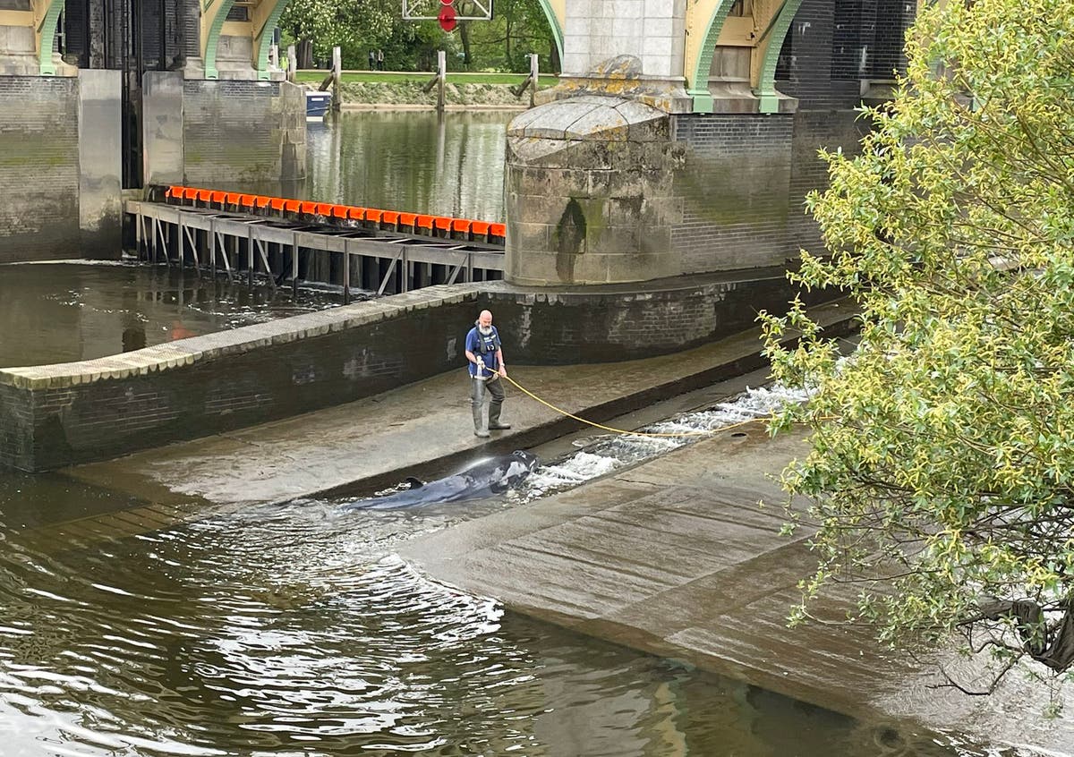 Minke whale freed after being stranded along River Thames Minke whale freed after being stranded along River Thames