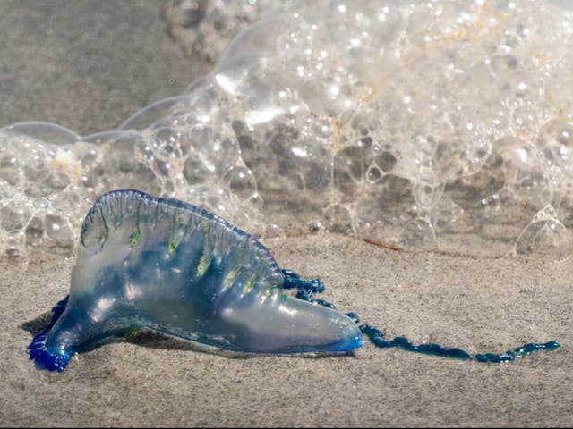 <p>The Portuguese Man O’War sting can be ‘very, very painful’ and sometimes ‘fatal’ to dogs if ingested </p>