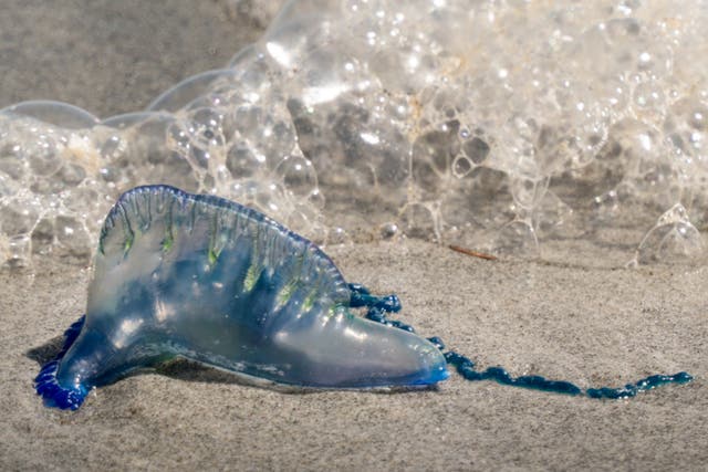 <p>The Portuguese Man O’War sting can be ‘very, very painful’ and sometimes ‘fatal’ to dogs if ingested </p>