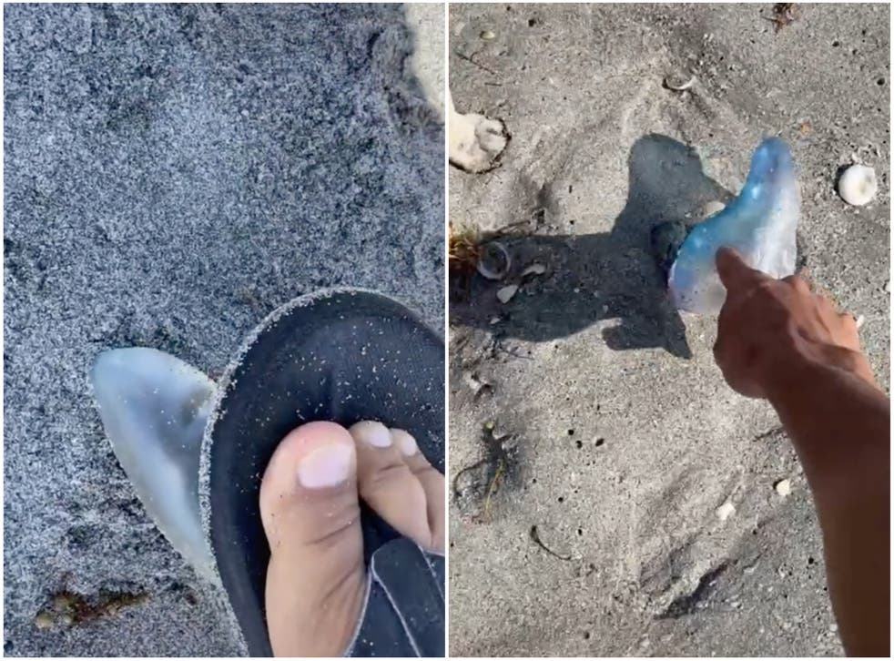 Reed posted two follow-up clips of him playing with deadly jellies.