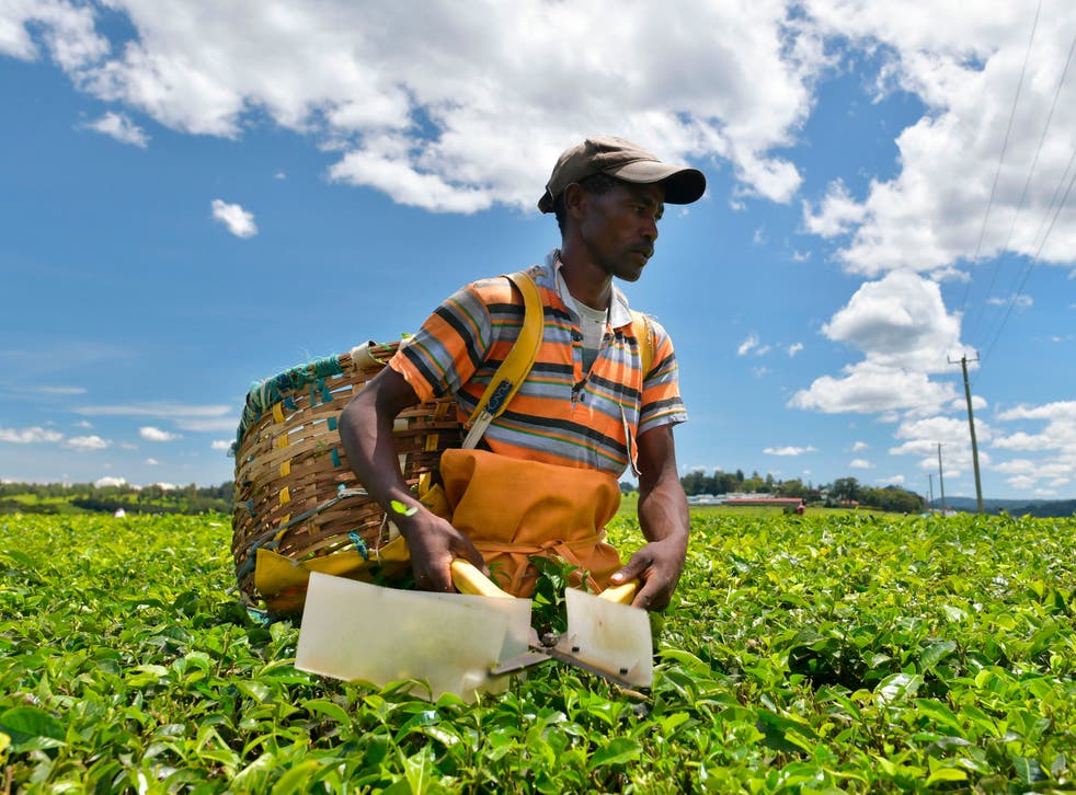A farm worker harvests tea leaves using shears at a plantation in Kenya's Kericho highlands