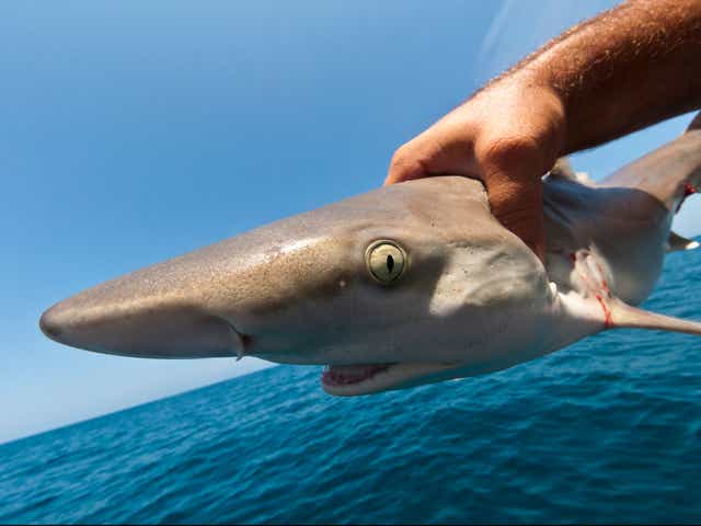 Tens of thousands of sharks are being illegally caught in the Marine Protected Area