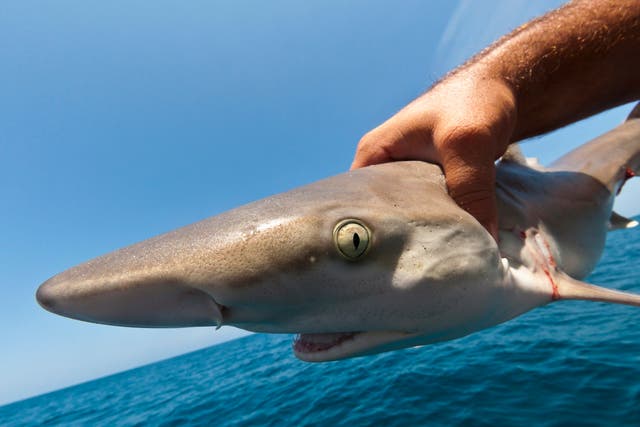Tens of thousands of sharks are being illegally caught in the Marine Protected Area