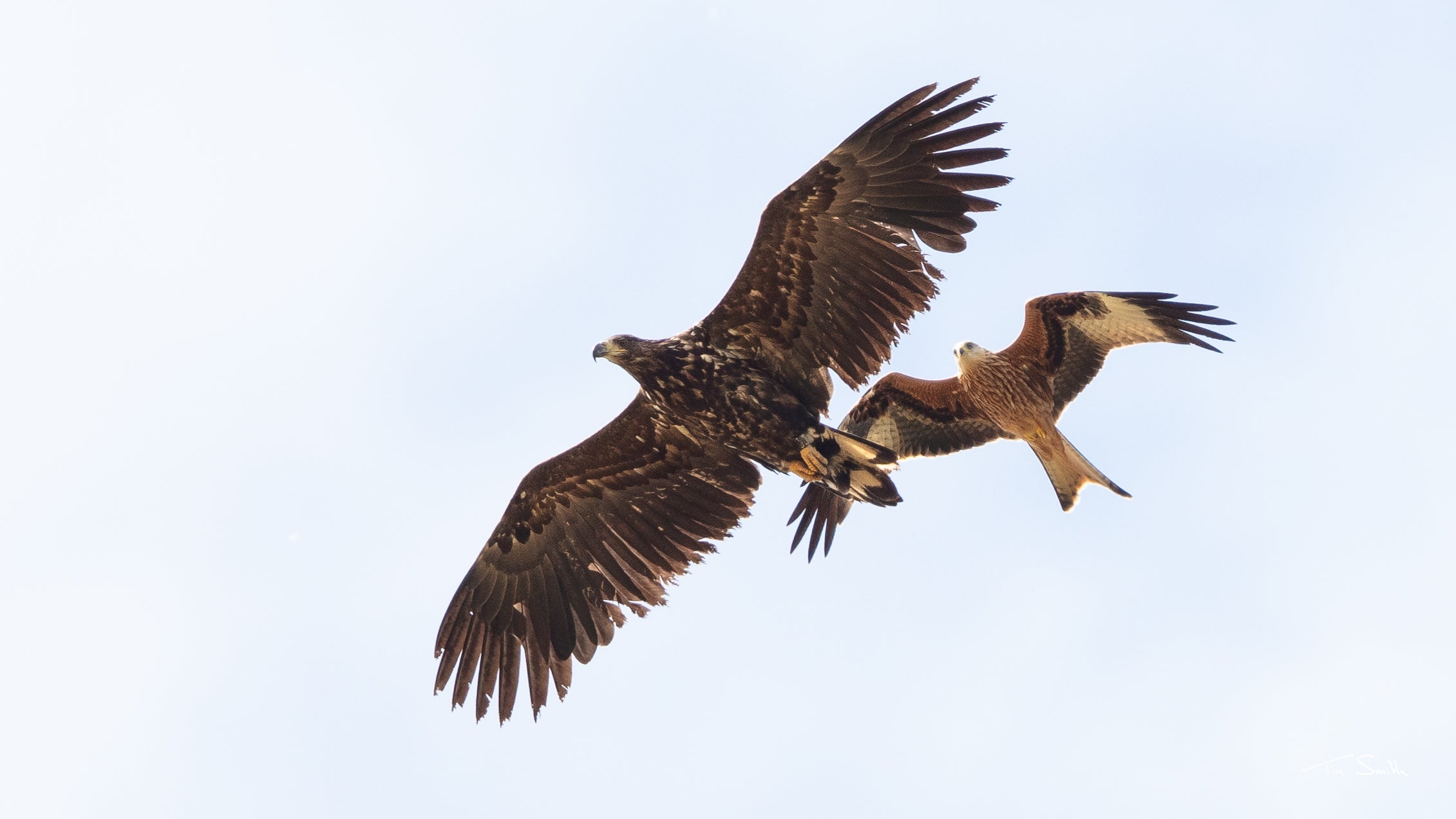 White-tailed eagles, seen here with a red kite, are the UK’s largest birds of prey