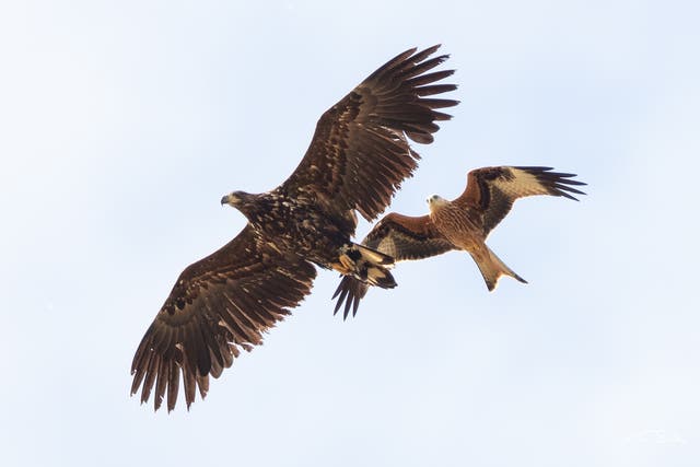 <p>White-tailed eagles, seen here with a red kite, are the UK’s largest birds of prey </p>