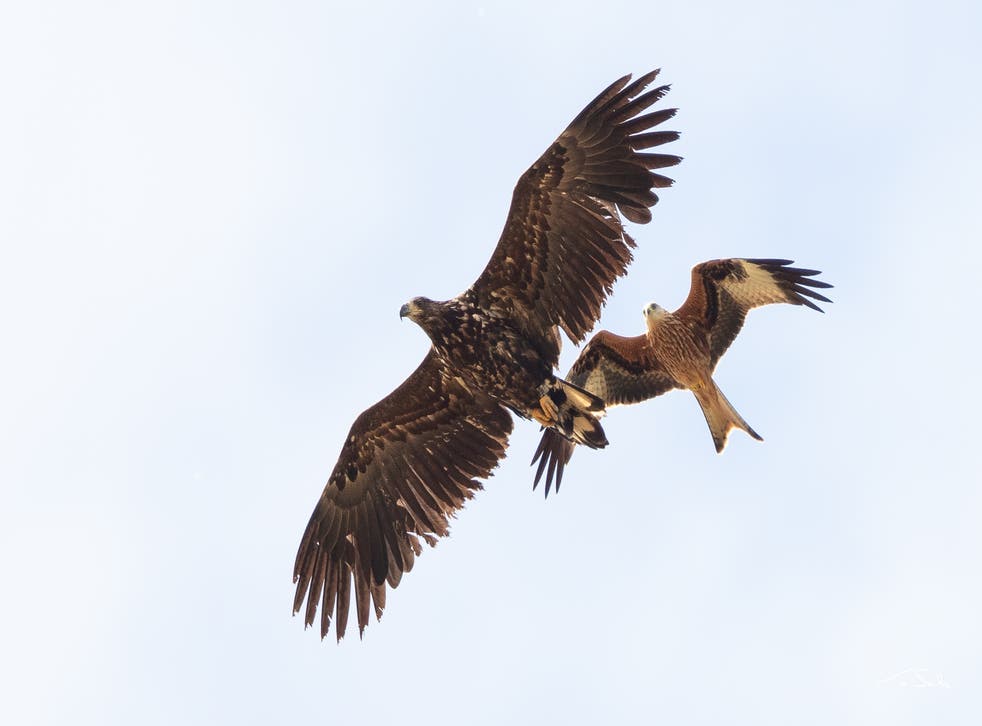 <p>White-tailed eagles, seen here with a red kite, are the UK’s largest birds of prey </p>