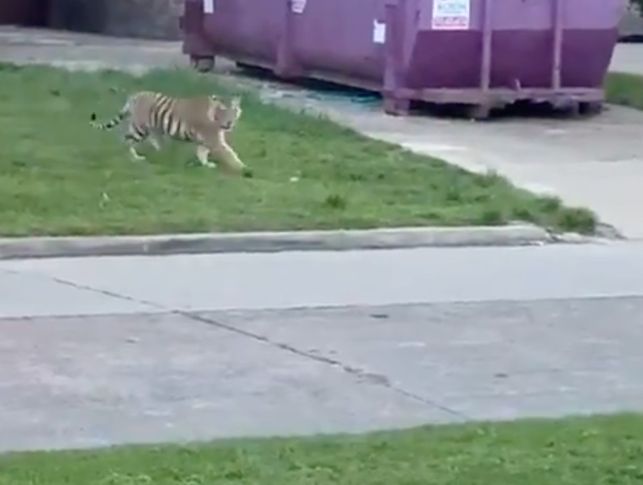 A tiger was seen wondering a street causing people to call the police.