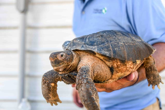 CORRECTION Gopher Tortoise Lawsuit