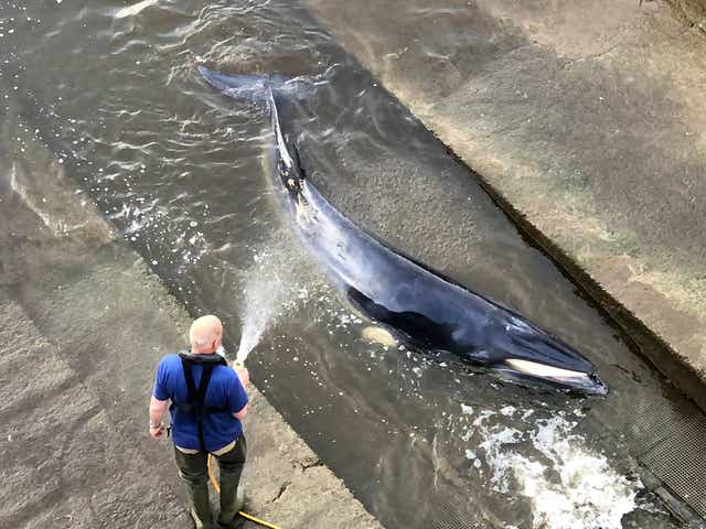 A man hoses down the young minke whale at Richmond Lock in London
