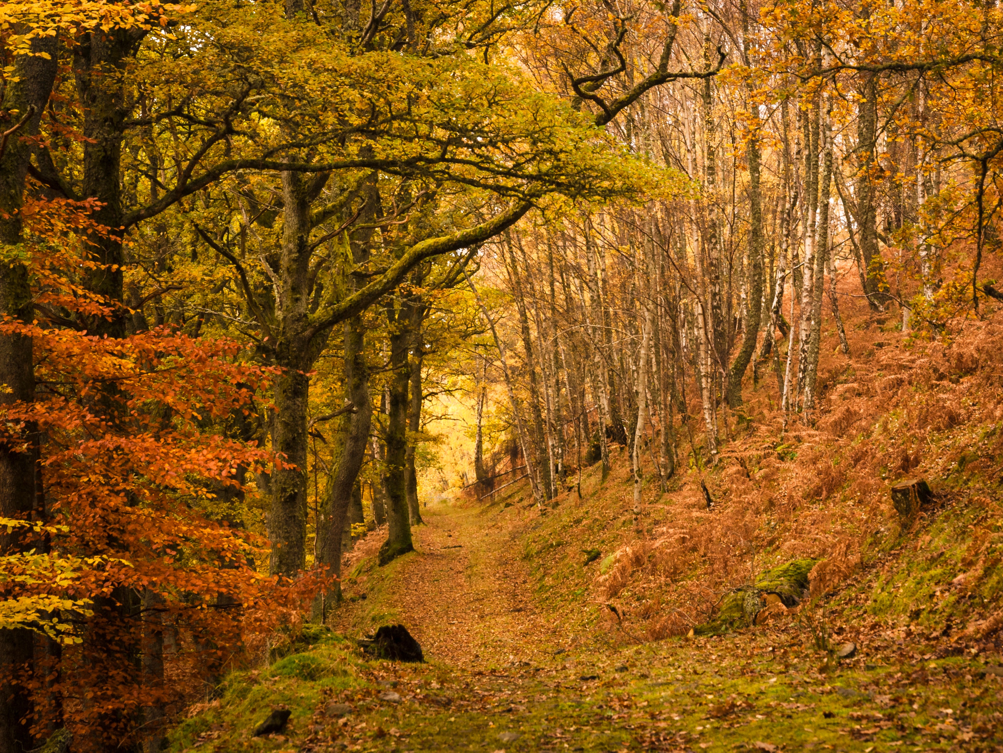 A footpath through a forest in Tayside, Scotland