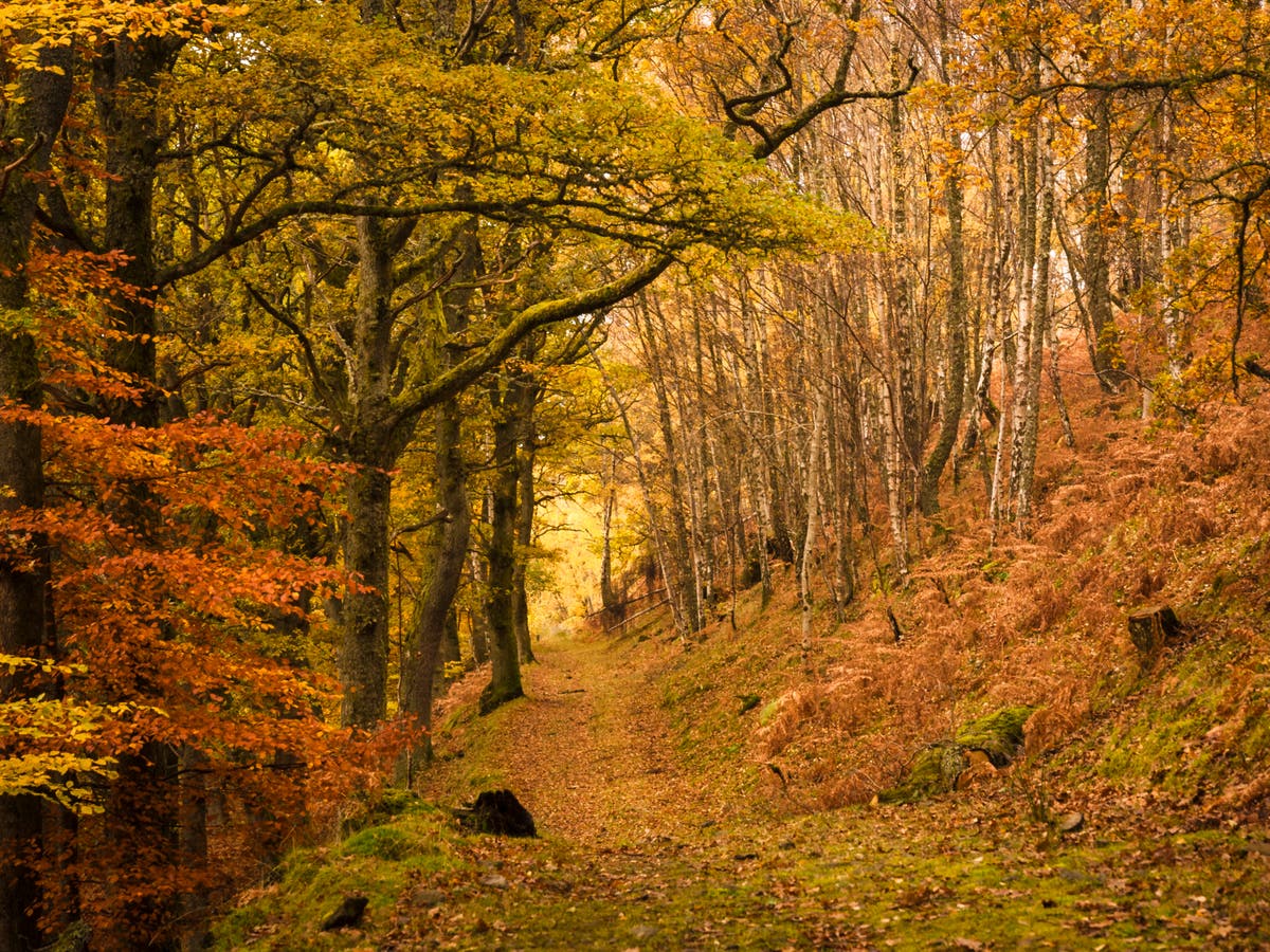 Enormous tree-planting push will turn farmland into forests to hit net