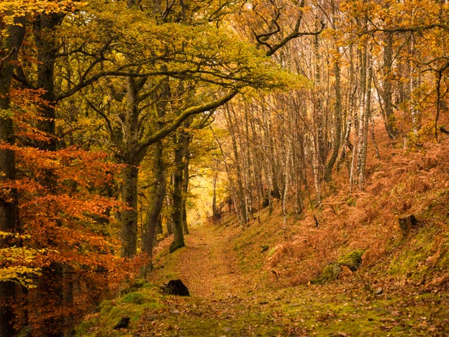 A footpath through a forest in Tayside, Scotland