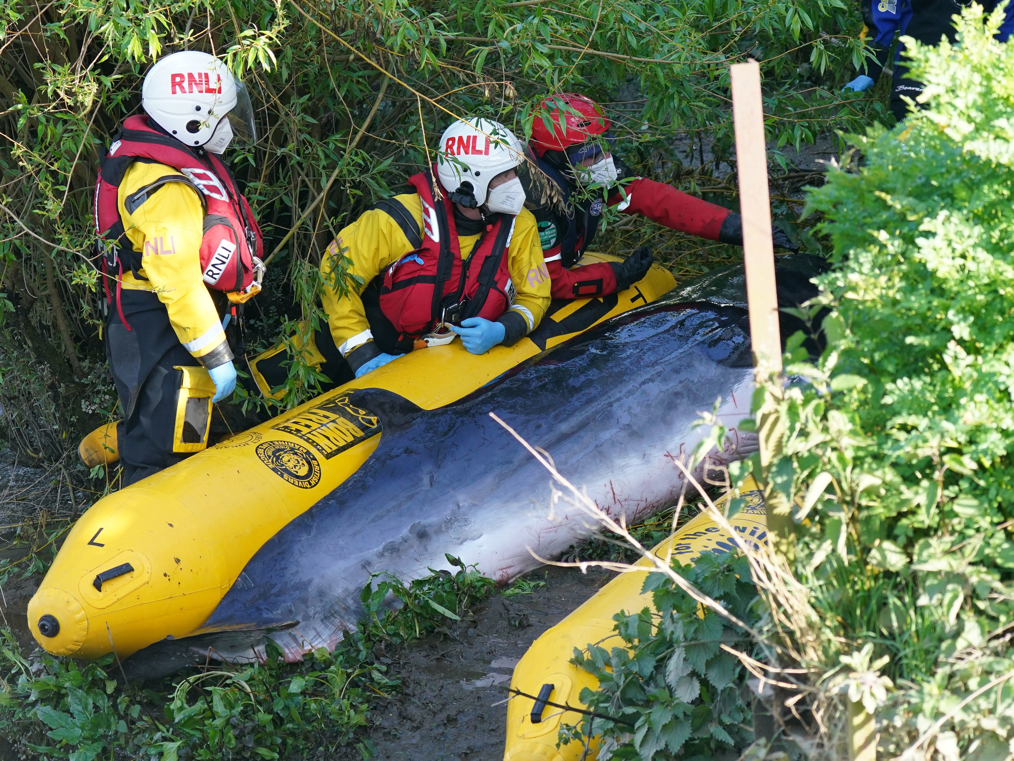 Members of the RNLI attempt to assist the whale at Teddington lock