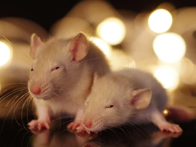 Mice fitted with brain implants became more sociable with each other when triggered by researchers from Northwestern University