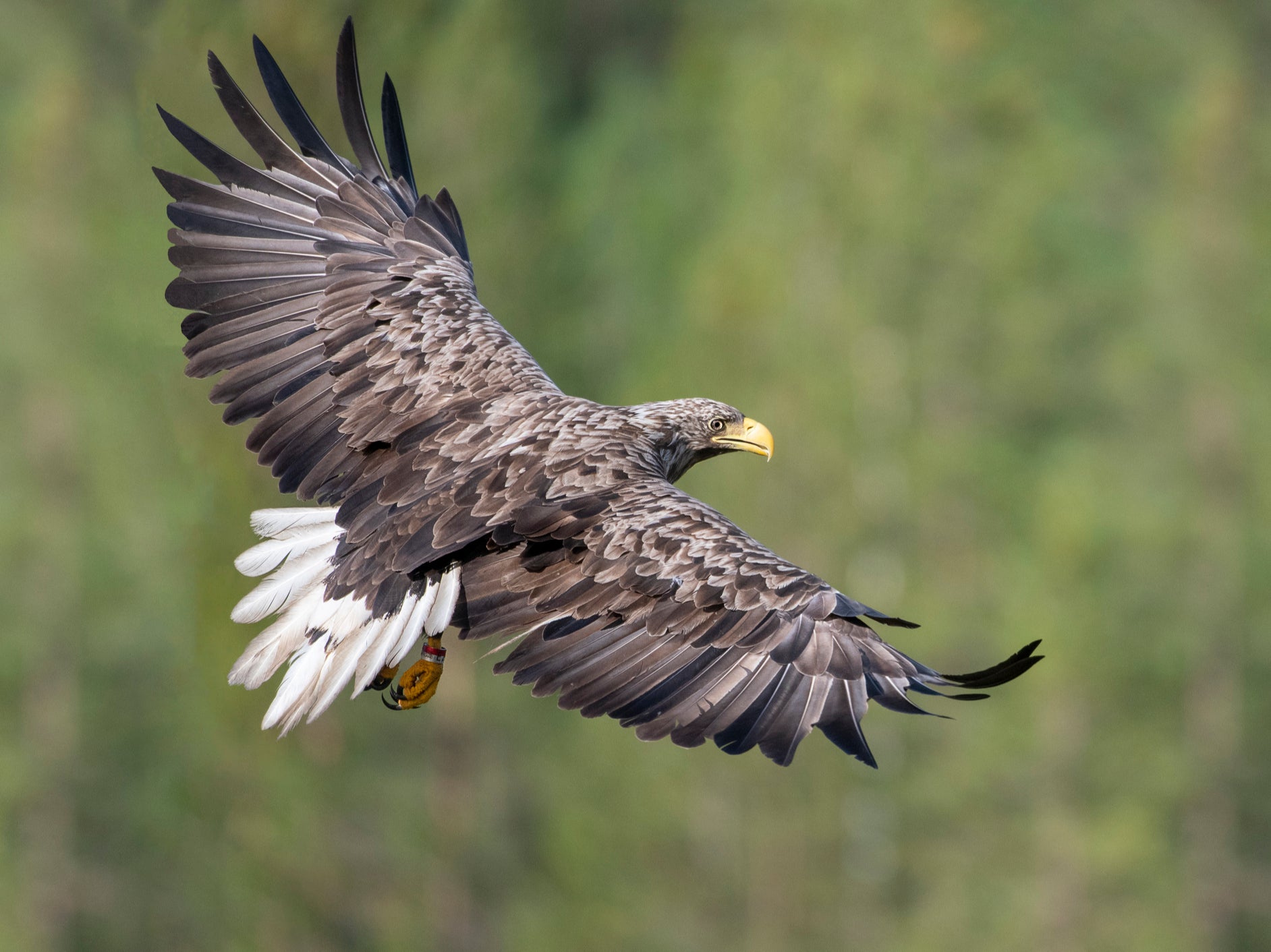 The white-tailed eagle, also known as the sea eagle, or ‘flying barn doors' is the UK’s biggest bird of prey with a wingspan of up to 8 feet
