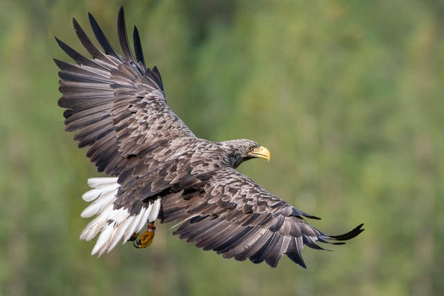 The white-tailed eagle, also known as the sea eagle, or ‘flying barn doors' is the UK’s biggest bird of prey with a wingspan of up to 8 feet
