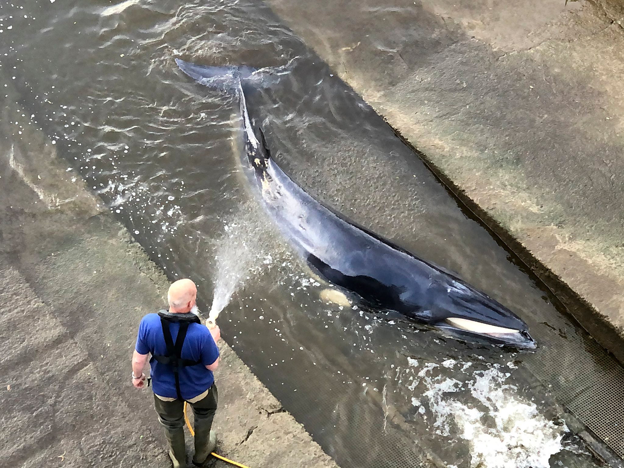 A man hoses down the whale that was stuck at Richmond Lock