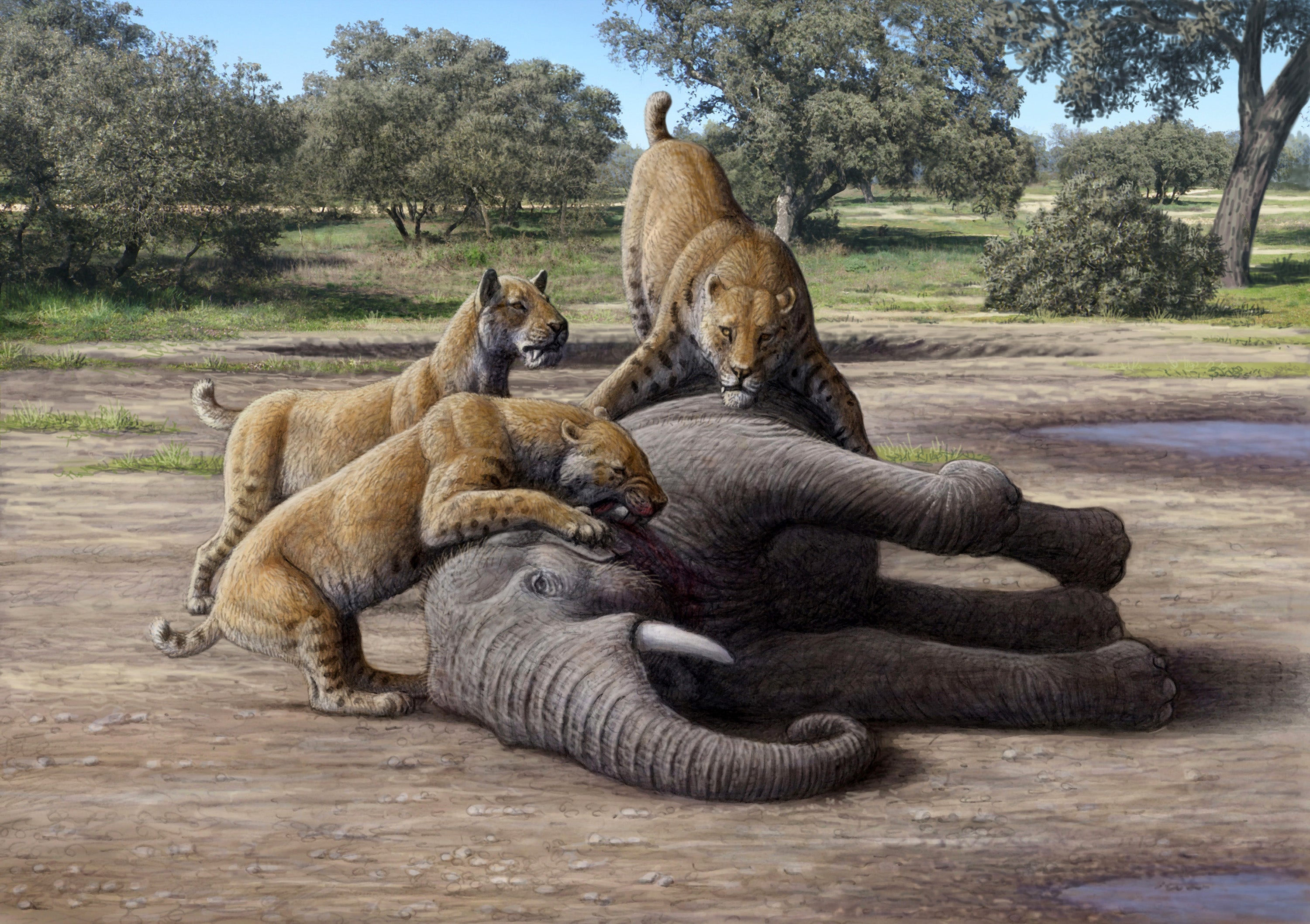 A conceptual illustration of Homotherium cats feasting on a juvenile mammoth