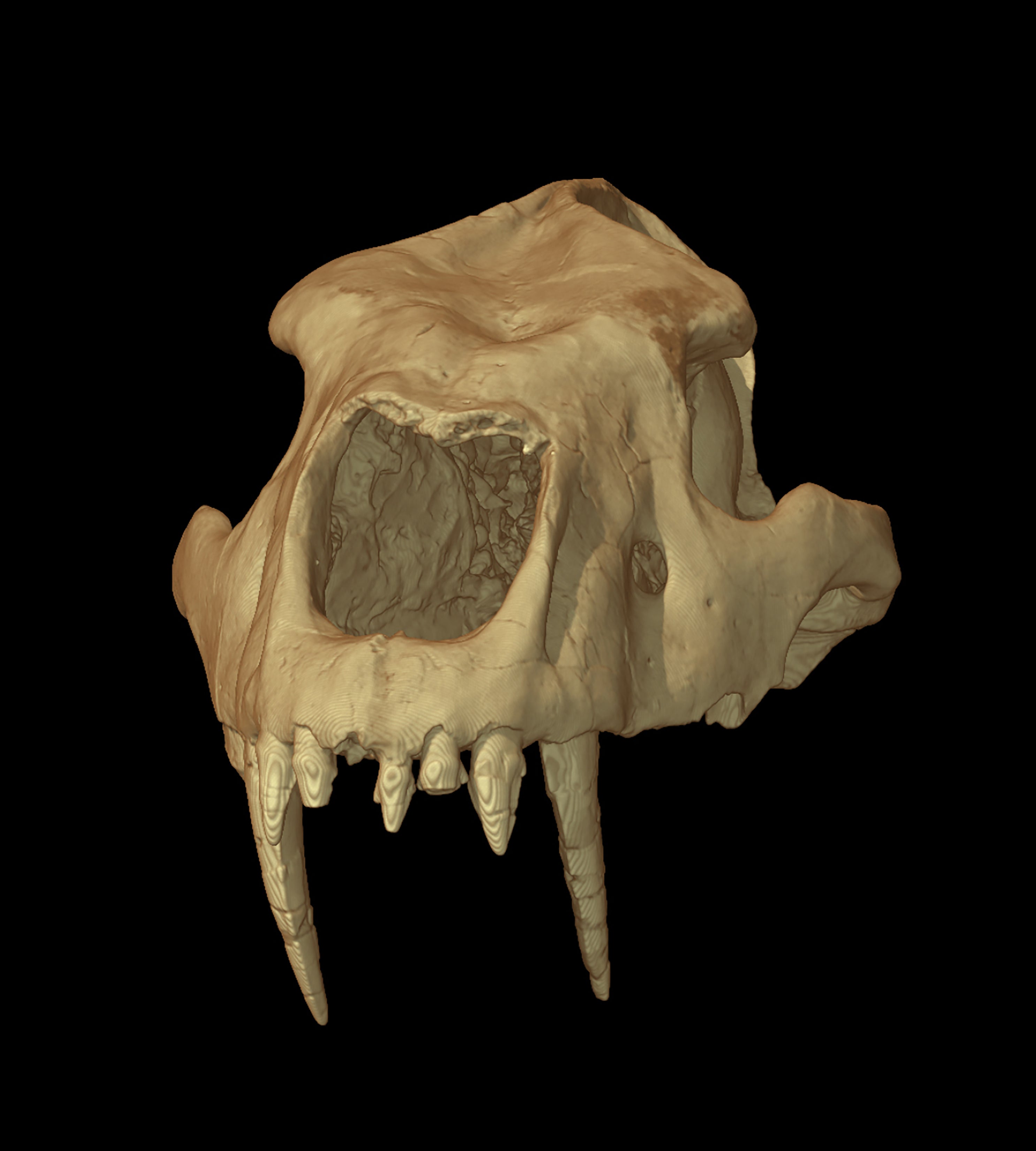 A rendering from a 3D analysis of Homotherium teeth