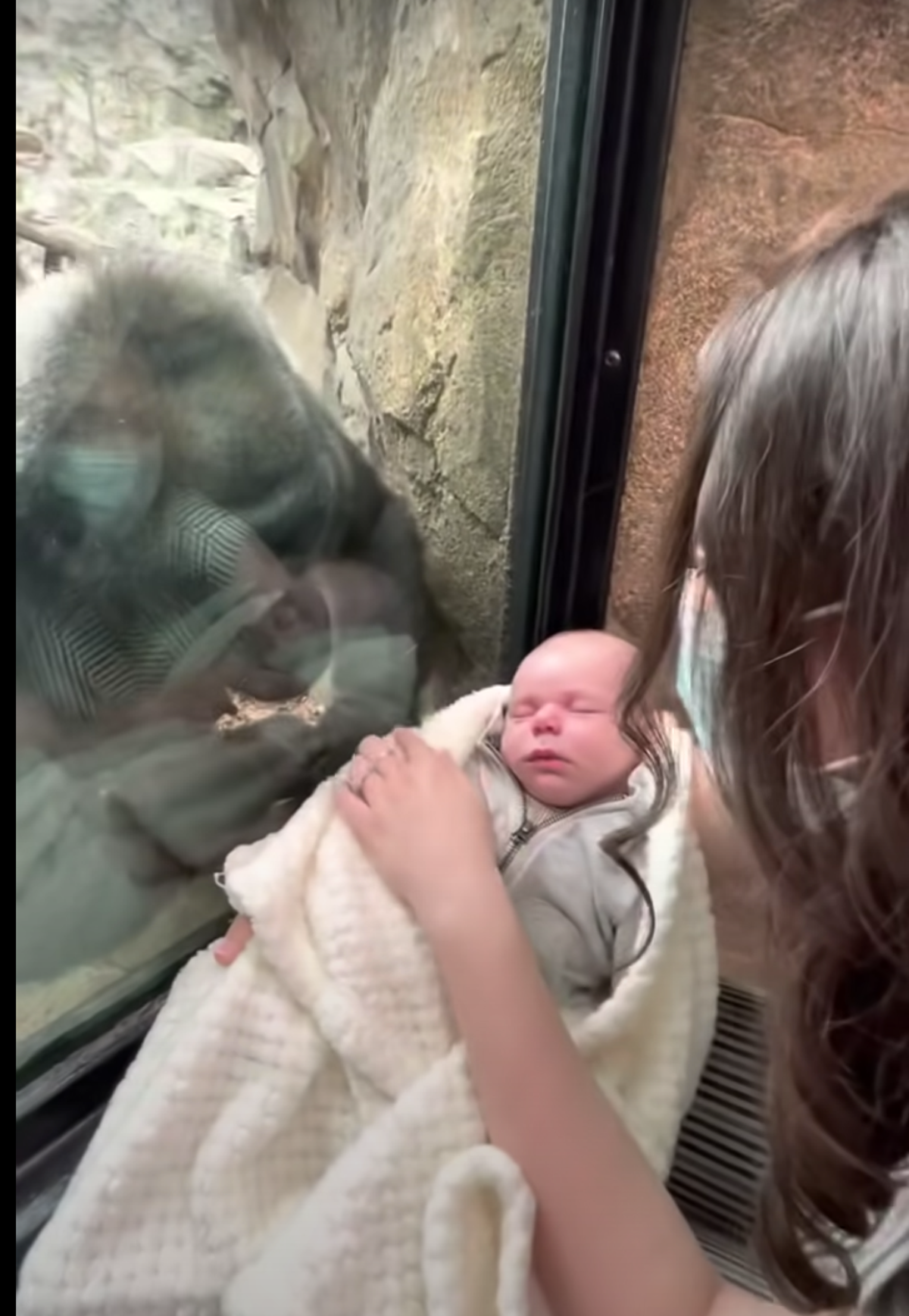 Mom and gorilla bond over babies at zoo