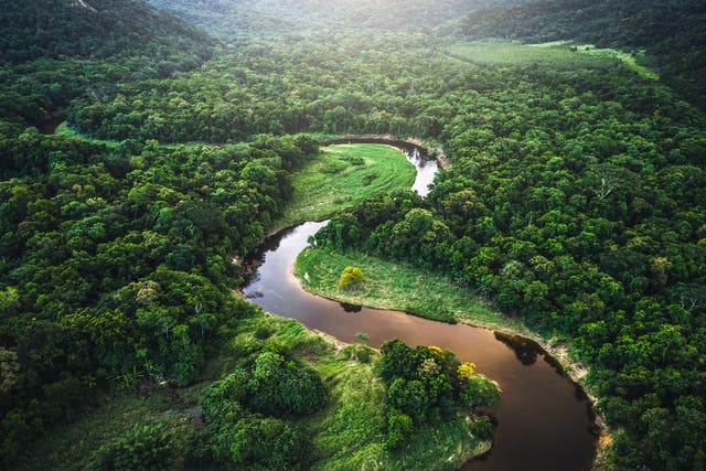 Un área aproximadamente del tamaño de los Países Bajos ha vuelto a crecer en el Bosque Atlántico de Brasil desde 2000