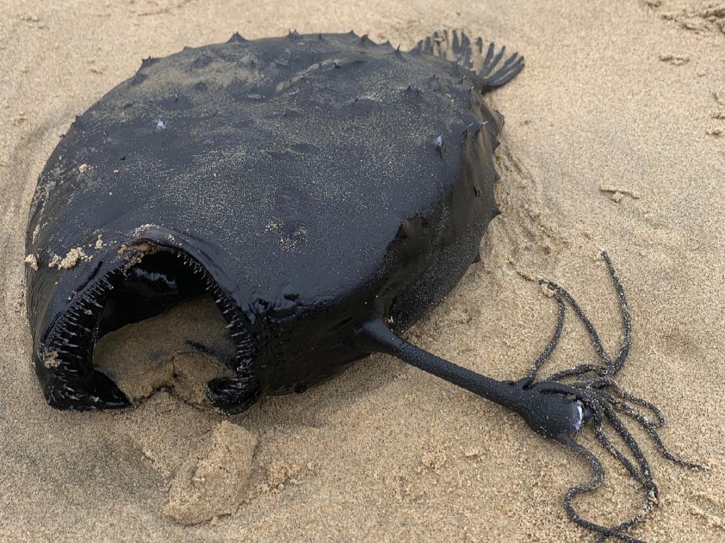 Photographs of the fish shared online show the ‘prehistoric’ looking creature washed ashore
