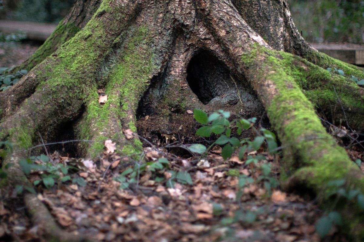 Restoring UK’s peatlands, forests and grasslands ‘vital’ for tackling climate crisis, report says