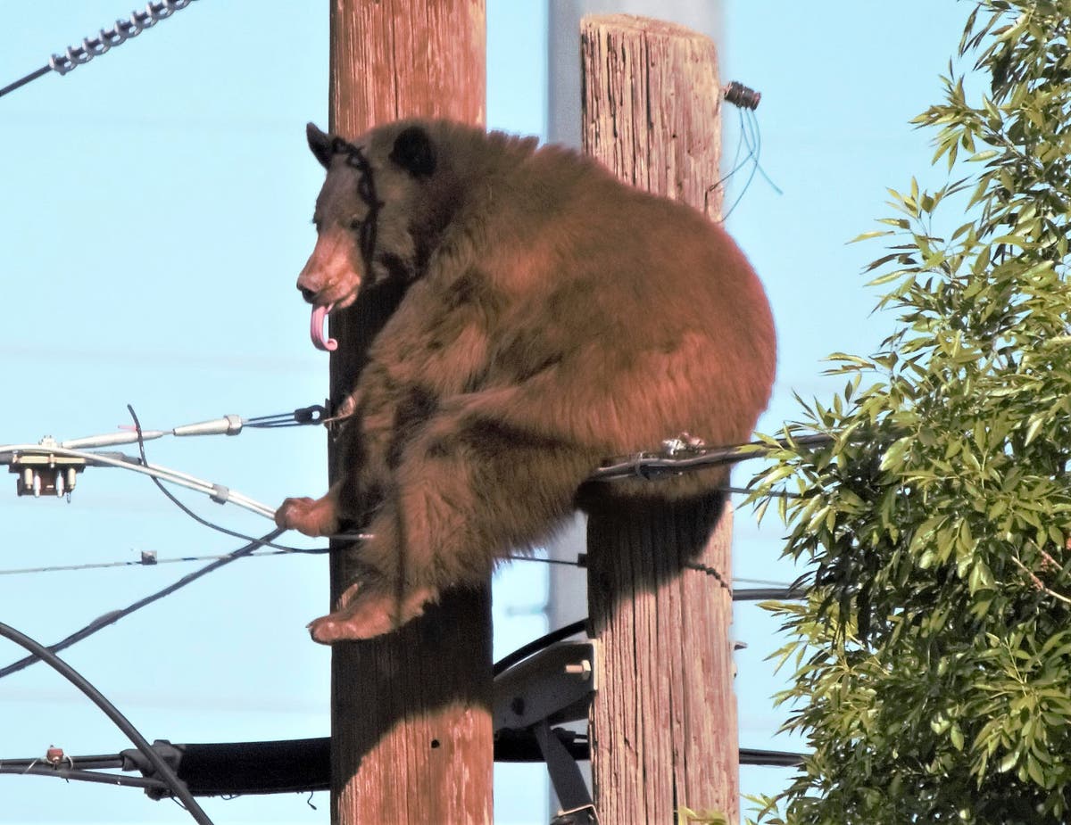 Bear climbs up utility poles and sits on wires like a hammock in Arizona  border city | The Independent