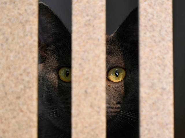 <p>A cat looks out of its pen at the Humane Rescue Alliance shelter on 19 June, 2019 in Washington, DC</p>
