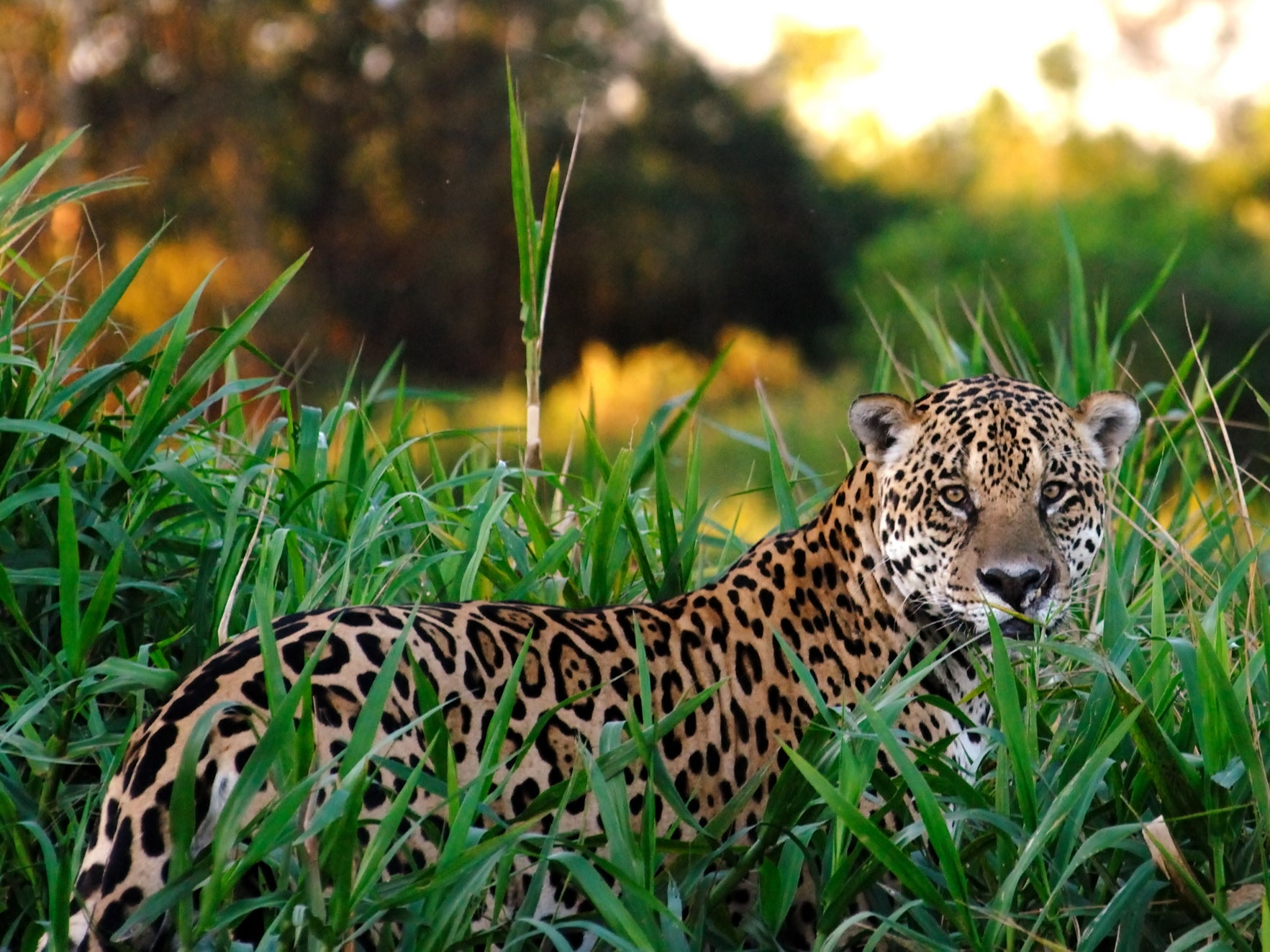 Jaguars are among the rare animals that live in the Amazon
