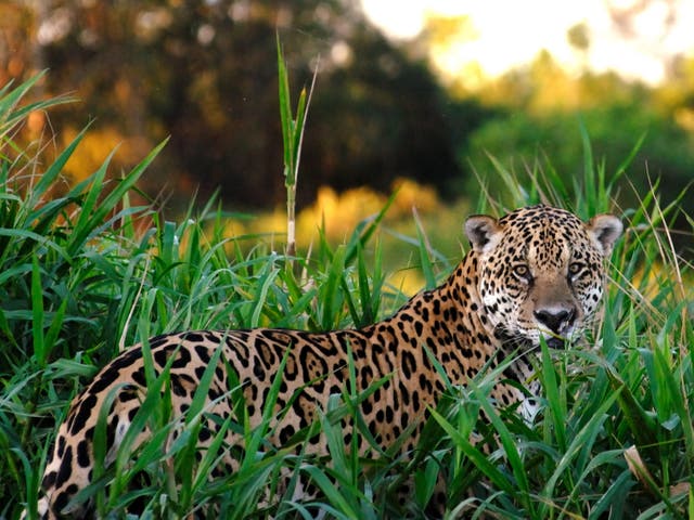 A 2018 study concluded the US only had enough land available for six jaguars to live in the wild