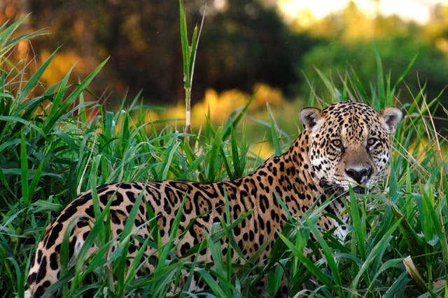 A 2018 study concluded the US only had enough land available for six jaguars to live in the wild