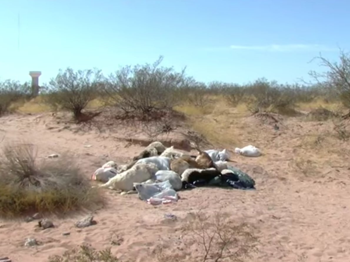 Images of the dead animals dumped near El Paso, Texas