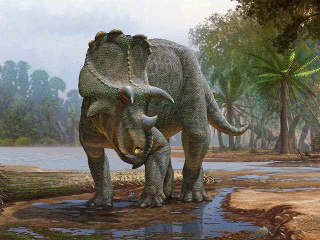 Con cabeza con volantes y rostro con pico, Menefeeceratops sealeyi, descubierto en Nuevo México, vivió hace 82 millones de años. Es anterior a su pariente más conocido, el triceratops.