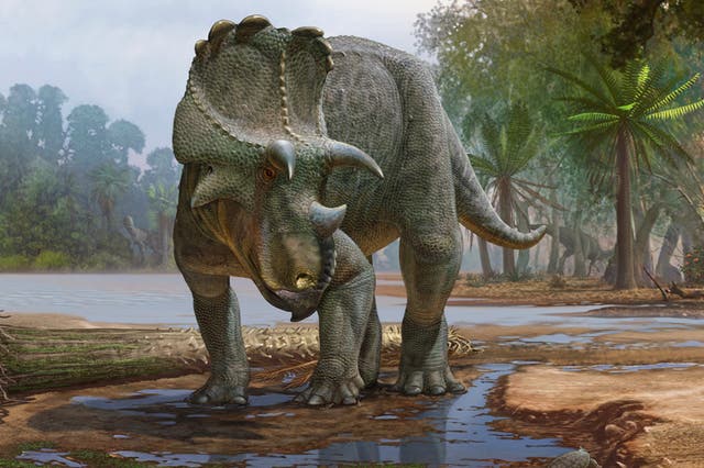 Con cabeza con volantes y rostro con pico, Menefeeceratops sealeyi, descubierto en Nuevo México, vivió hace 82 millones de años. Es anterior a su pariente más conocido, el triceratops.