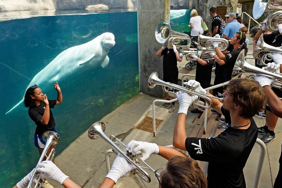 Mystic Aquarium getting 5 Beluga whales from Canada National Marine ...