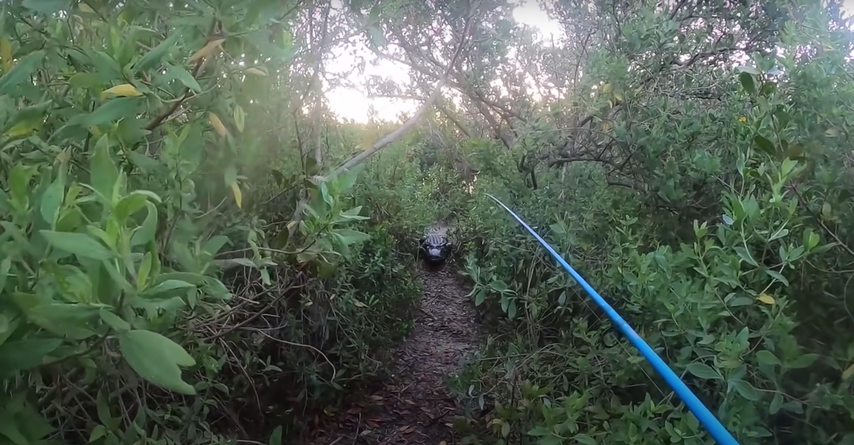 Fisherman films frightening encounter with a giant alligator at the end of his line