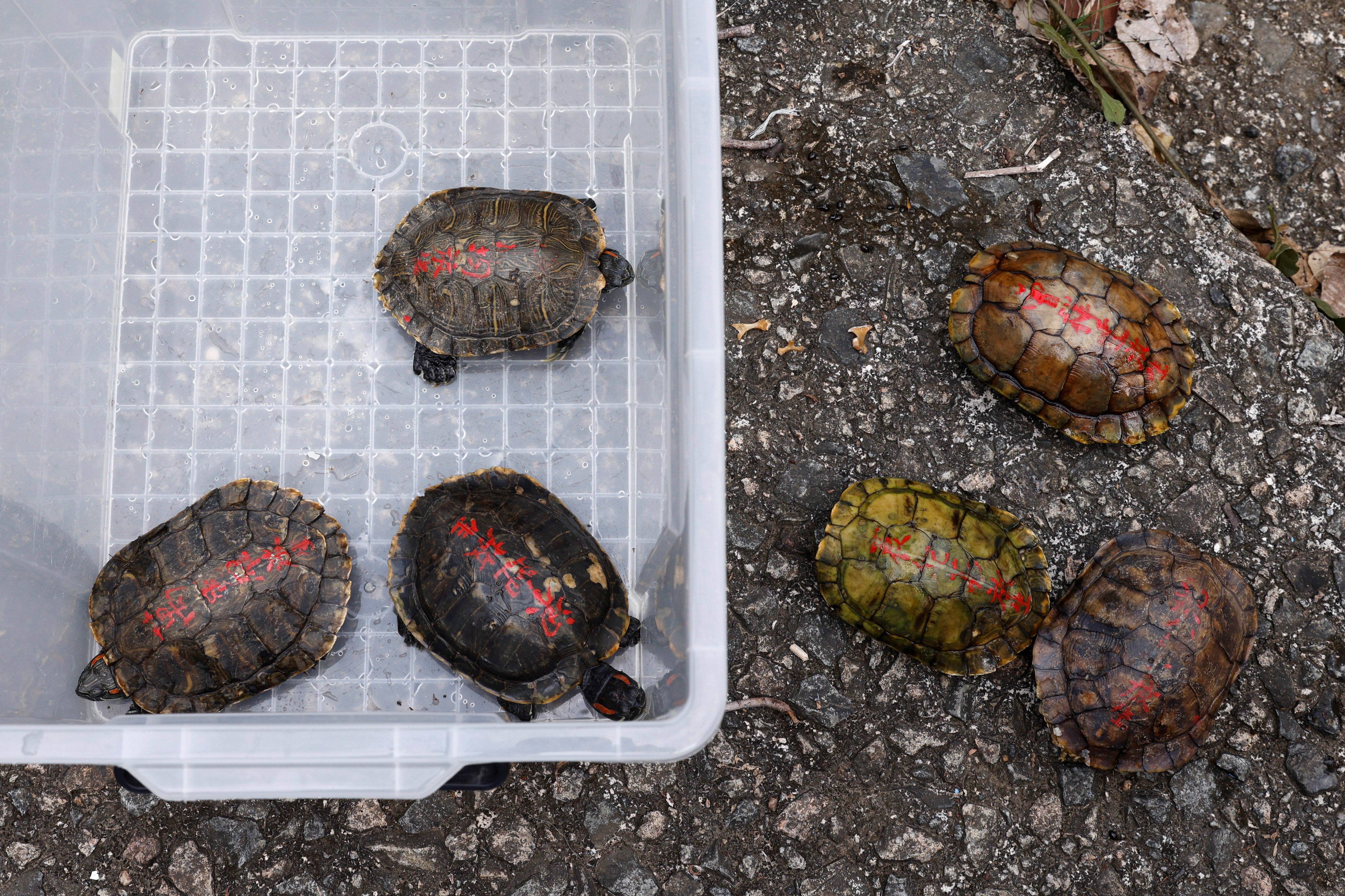 Some of the turtles collected had Some had ‘mercy release’ written on their shells in Chinese characters