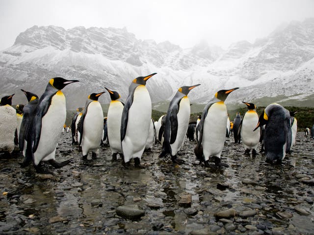 King penguins in the rain in Antarctica. If the ice sheet covering the continent retreats, it could rapidly become much warmer and wetter