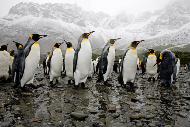 King penguins in the rain in Antarctica. If the ice sheet covering the continent retreats, it could rapidly become much warmer and wetter