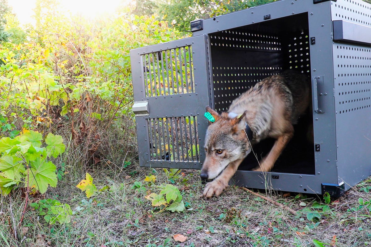 Idaho seeks to kill more than 1,000 wolves as scientists urge Biden to restore animals’ endangered status