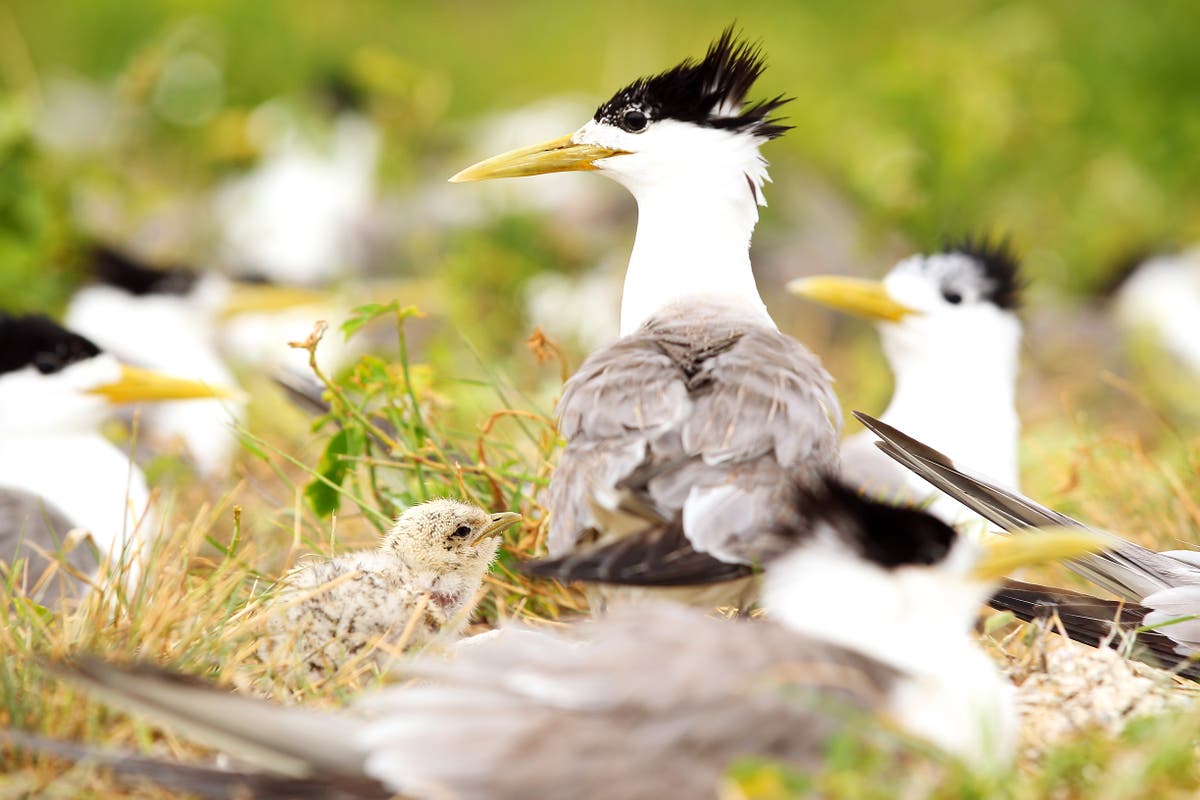 Speeding driver ploughed through protected birds on Queensland beach