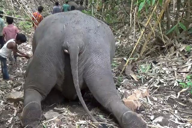 India Elephants Killed
