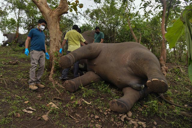 <p>A veterinarian team checks the dead bodies of elephants on a hillside in Nagaon district of Assam on 14 May, 2021</p>