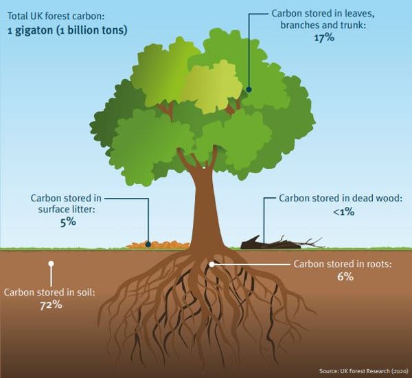 Where carbon is stored in a typical temperate forest in the UK
