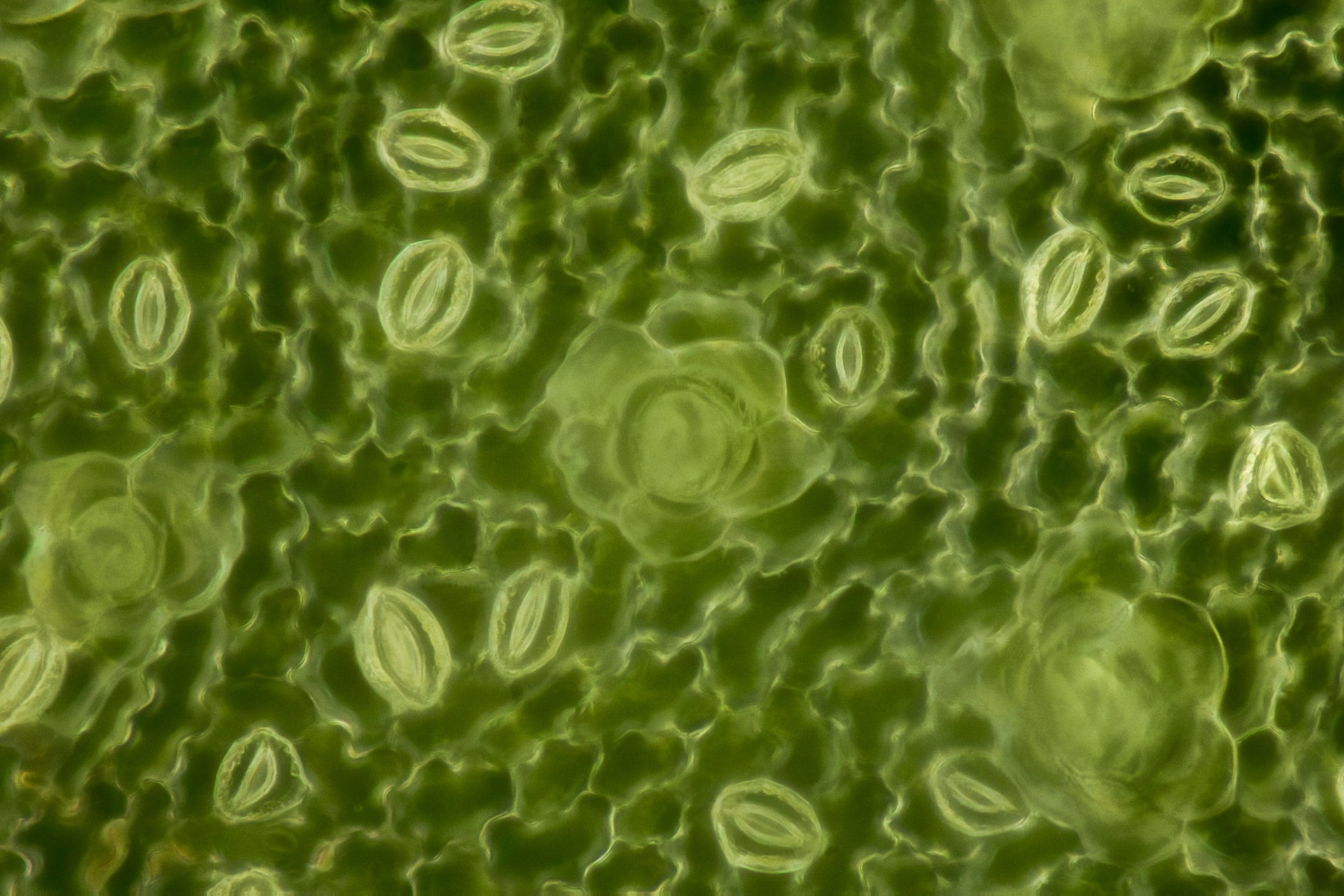 Stomata in a green leaf: ‘Plants need four basic ingredients to grow: light, CO2, water and nutrients’