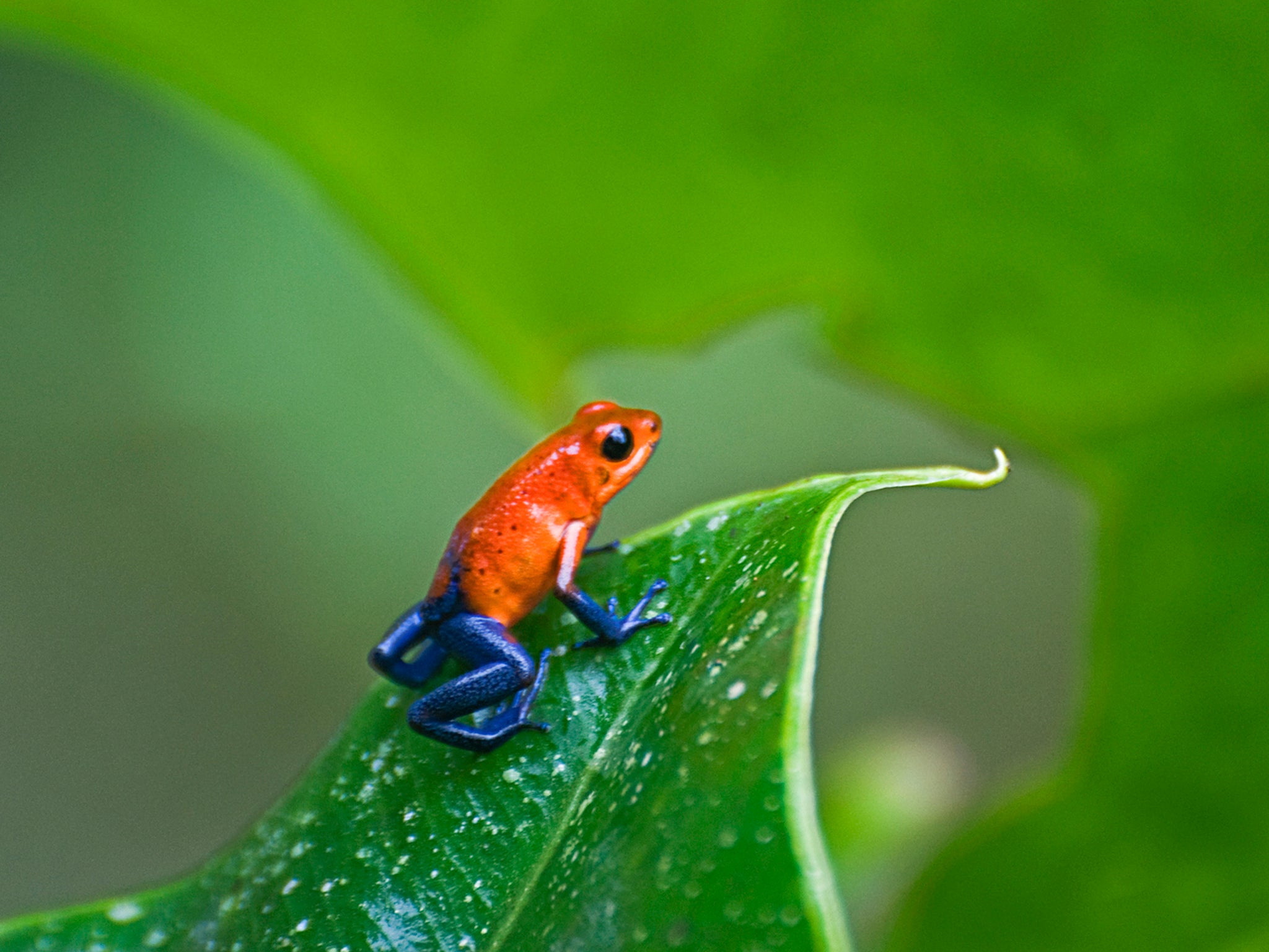 ‘As I waited for the measurement to finish, I spotted a strawberry poison dart frog – a tiny, jewel-bright animal the size of my thumb’