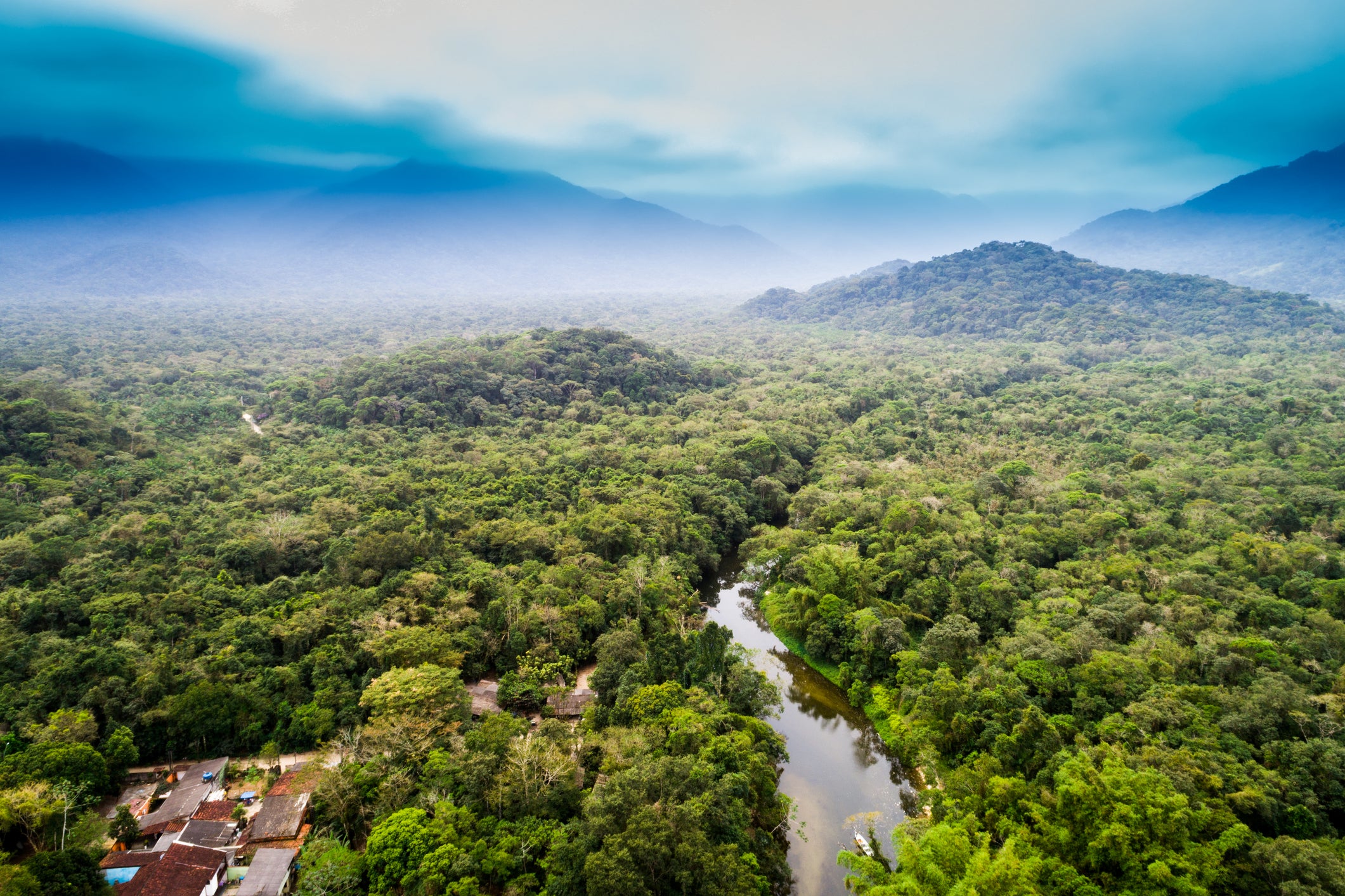 Governments, companies and conservation charities have pledged to conserve or plant huge numbers of trees